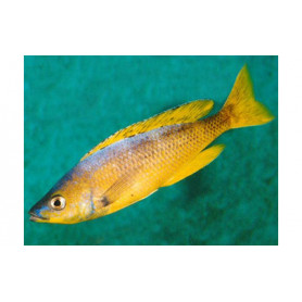 Cyprichromis leptosoma gold Cyprichromis leptosoma gold