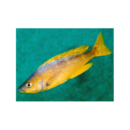 Cyprichromis leptosoma gold