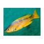 Cyprichromis leptosoma gold