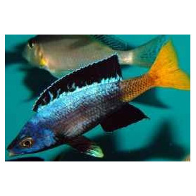 Cyprichromis leptosoma moba Cyprichromis leptosoma moba