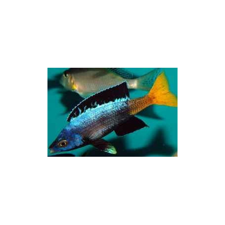 Cyprichromis leptosoma moba