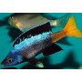 Cyprichromis leptosoma moba