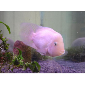 Cichlasoma Nigrofasciatum Xant Cichlasoma Nigrofasciatum Xant