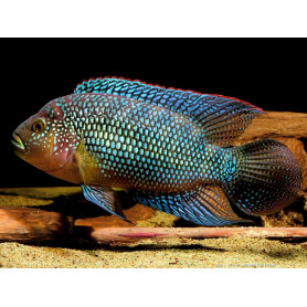 Cichlasoma Octofasciatum Bioce Cichlasoma Octofasciatum Bioce
