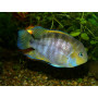 Cichlasoma Sajica
