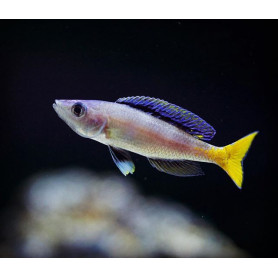 Cyprichromis leptosoma mpulungu Cyprichromis leptosoma mpulungu