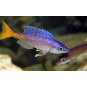 Cyprichromis leptosoma utinta Cyprichromis leptosoma utinta