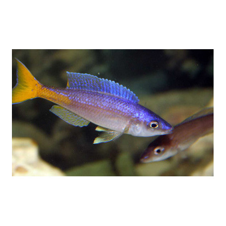 Cyprichromis leptosoma utinta