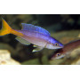 Cyprichromis leptosoma utinta
