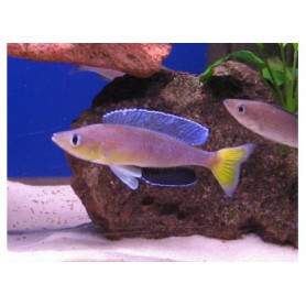 Cyprichromis leptosoma jumbo turquise flame Cyprichromis leptosoma jumbo turquise flame