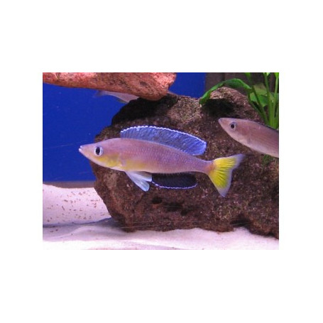 Cyprichromis leptosoma jumbo turquise flame