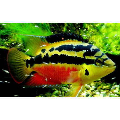 Cichlasoma Salvini
