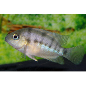 Cryptoherus	Cutteri Cryptoherus	Cutteri