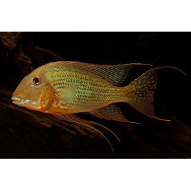 Geophagus Altifrons Rio Xingu (6 Uds) Geophagus Altifrons Rio Xingu (6 Uds)