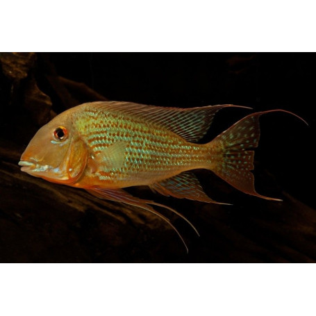 Geophagus Altifrons Rio Xingu (6 Uds)