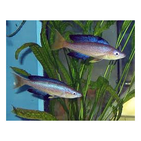 Cyprichromis microlepidotus bulu point Cyprichromis microlepidotus bulu point