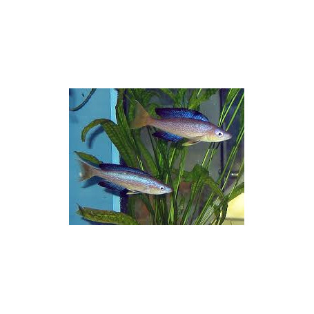 Cyprichromis microlepidotus bulu point