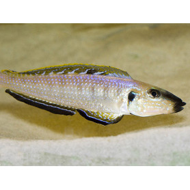 Enantiopus melanogenys kigoma Enantiopus melanogenys kigoma
