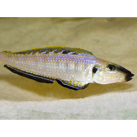 Enantiopus melanogenys kigoma