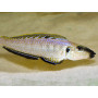 Enantiopus melanogenys kigoma