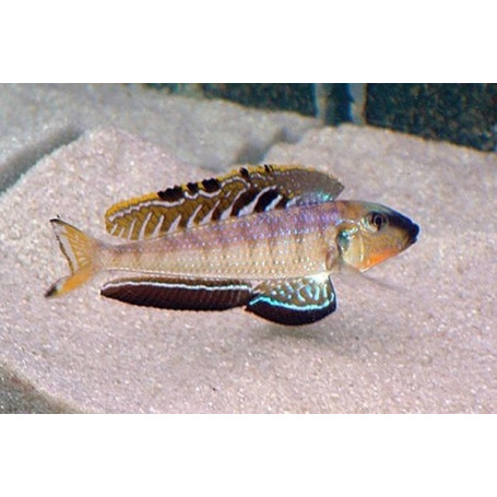 Enantiopus melanogenys utinta