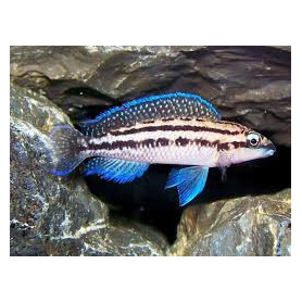 Julidochromis dickfeldi Julidochromis dickfeldi