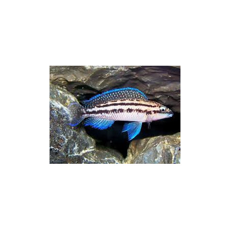 Julidochromis dickfeldi