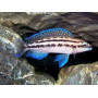 Julidochromis dickfeldi