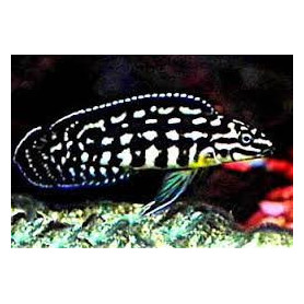 Julidochromis marlieri Julidochromis marlieri
