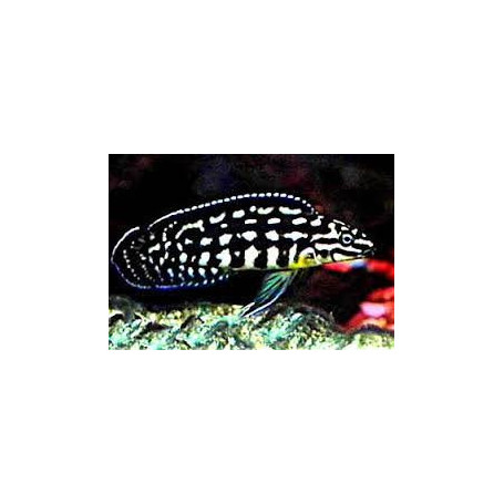 Julidochromis marlieri