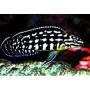 Julidochromis marlieri