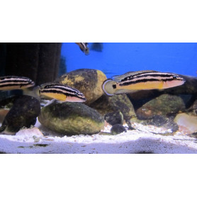 Julidochromis ornatus Julidochromis ornatus
