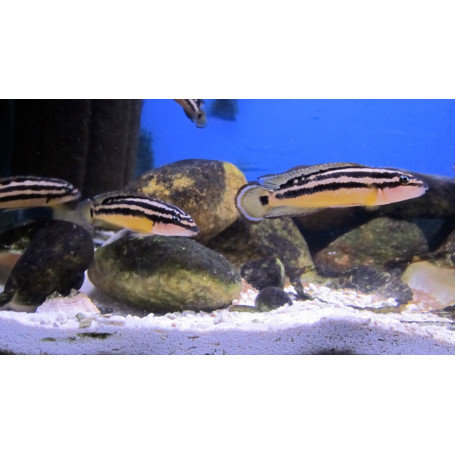 Julidochromis ornatus