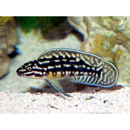 Julidochromis ornatus blue fin