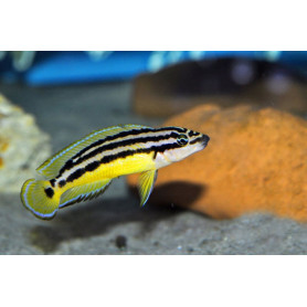 Julidochromis ornatus kapampa Julidochromis ornatus kapampa