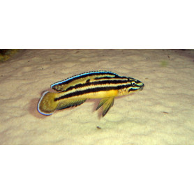 Julidochromis regani Julidochromis regani