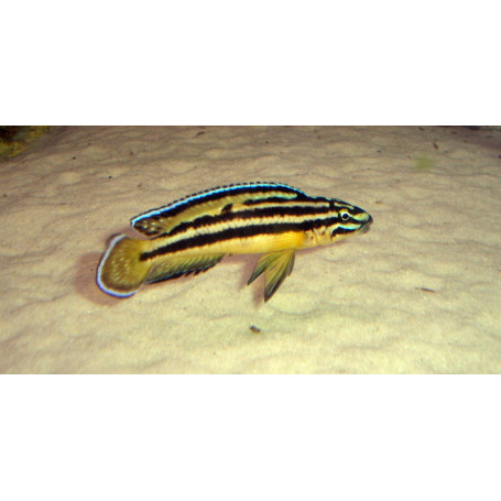 Julidochromis regani