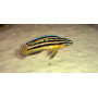 Julidochromis regani
