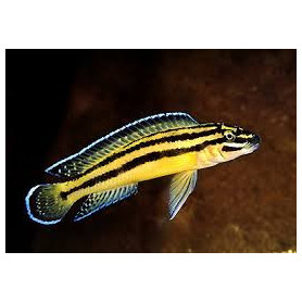 Julidochromis regani kipili Julidochromis regani kipili