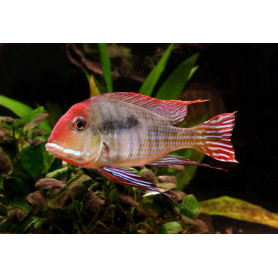 Geophagus Sp Red Head Tapajos Geophagus Sp Red Head Tapajos