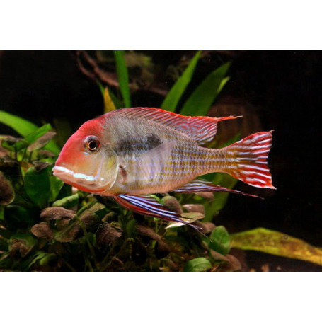 Geophagus Sp Red Head Tapajos