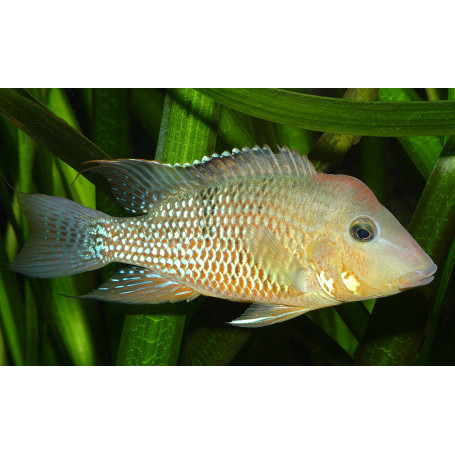 Geophagus Steindachneri Honda