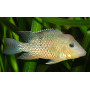 Geophagus Steindachneri Honda