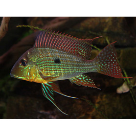 Geophagus Surinamensis Geophagus Surinamensis
