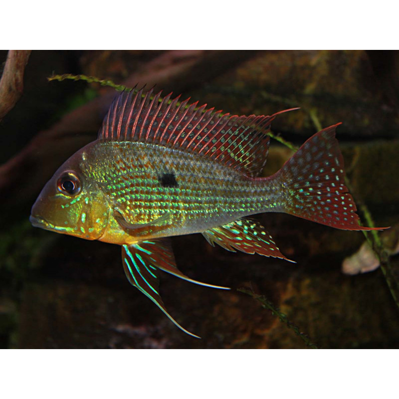 Geophagus Surinamensis