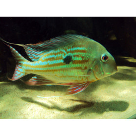 Geophagus Winemilleri Geophagus Winemilleri