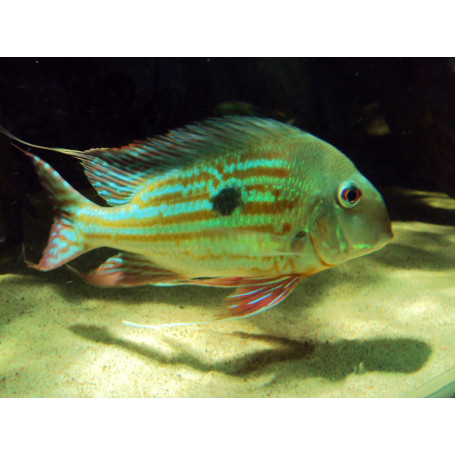 Geophagus Winemilleri