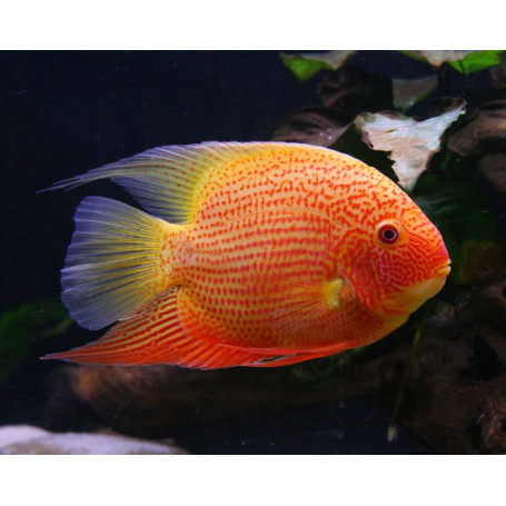 Heros Severum Red Spot