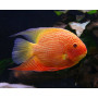 Heros Severum Red Spot