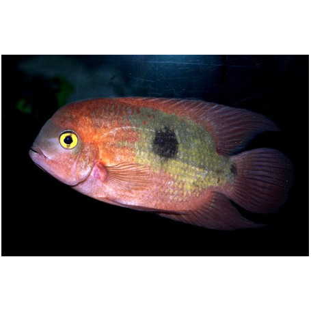 Hypselecara Temporale Crassa